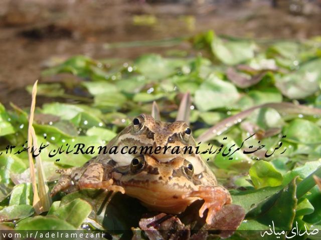 تصویر عادل رمضانی