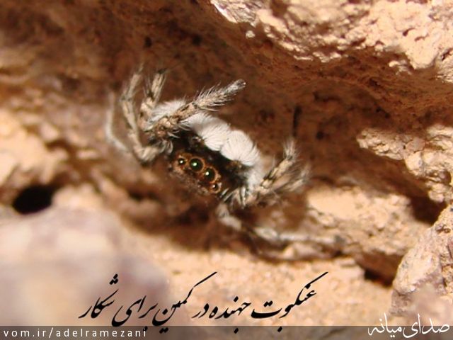 تصویر عادل رمضانی