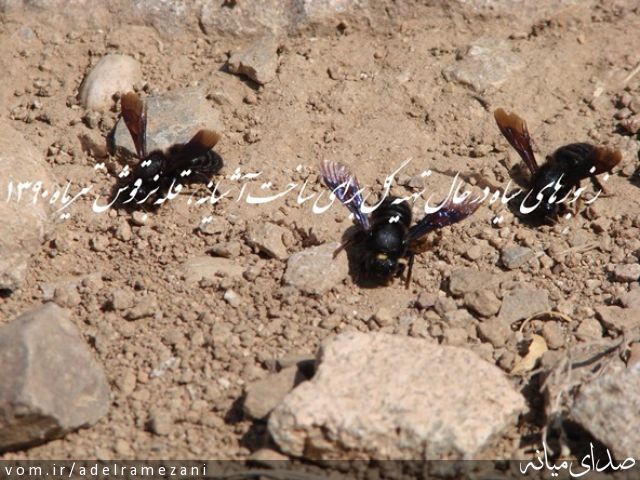 تصویر عادل رمضانی