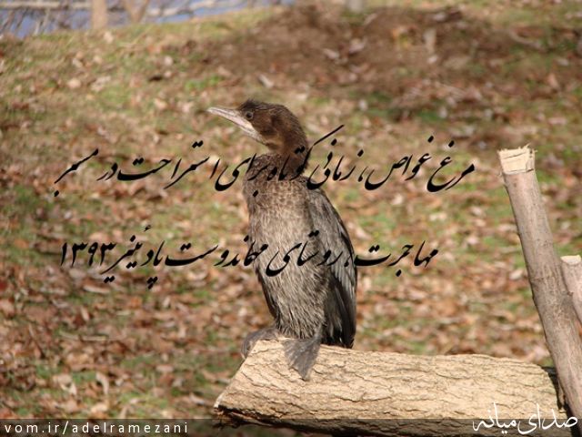 تصویر عادل رمضانی
