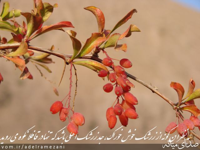 تصویر عادل رمضانی