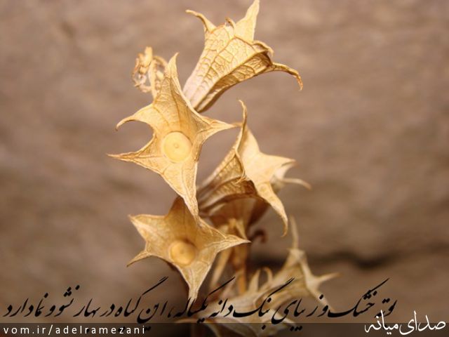 تصویر عادل رمضانی