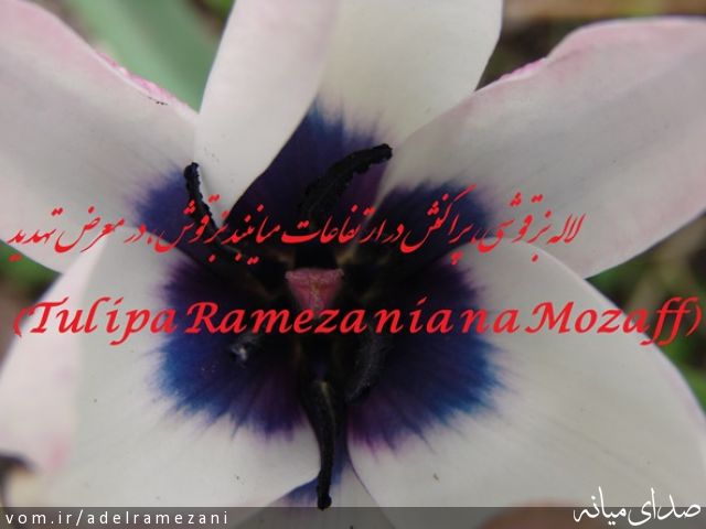 تصویر عادل رمضانی