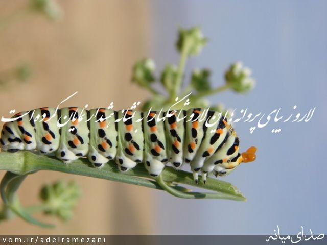 تصویر عادل رمضانی
