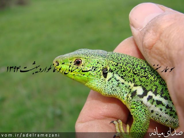 تصویر عادل رمضانی