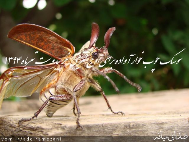تصویر عادل رمضانی