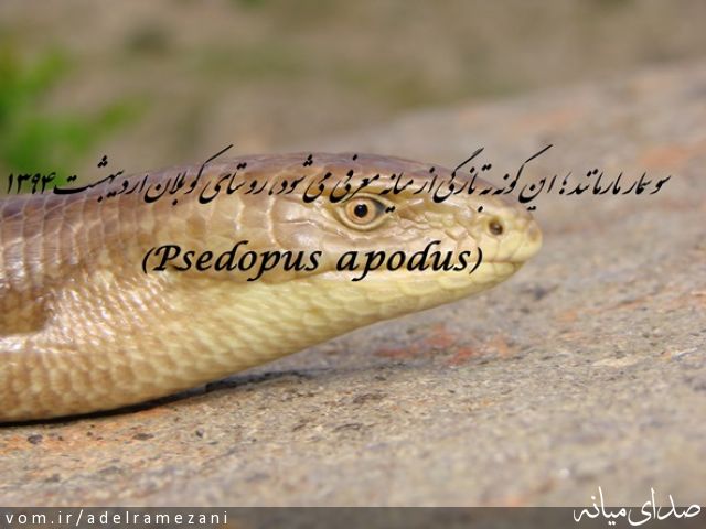 تصویر عادل رمضانی