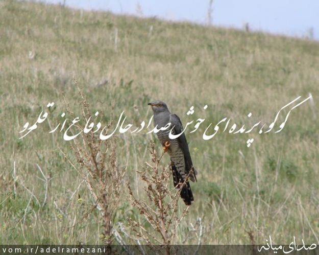 تصویر عادل رمضانی