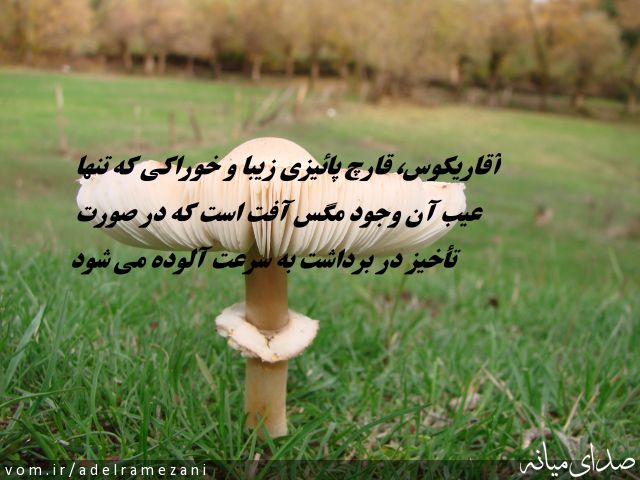 تصویر عادل رمضانی