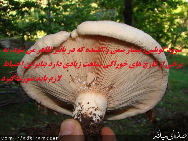تصویر عادل رمضانی