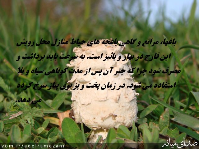 تصویر عادل رمضانی