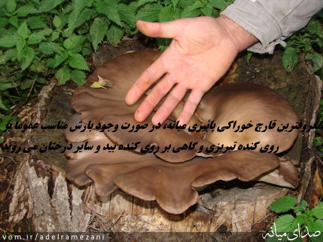 تصویر عادل رمضانی