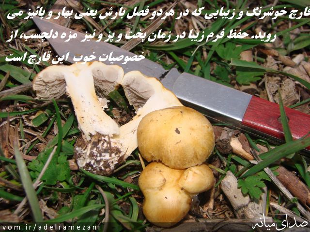 تصویر عادل رمضانی