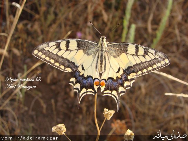 تصویر عادل رمضانی