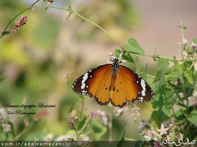 تصویر عادل رمضانی