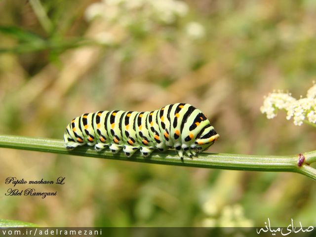 تصویر عادل رمضانی
