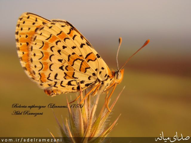 تصویر عادل رمضانی
