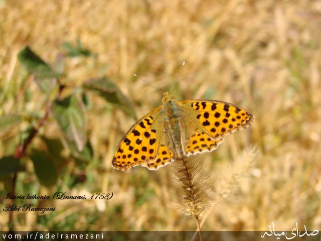 تصویر عادل رمضانی