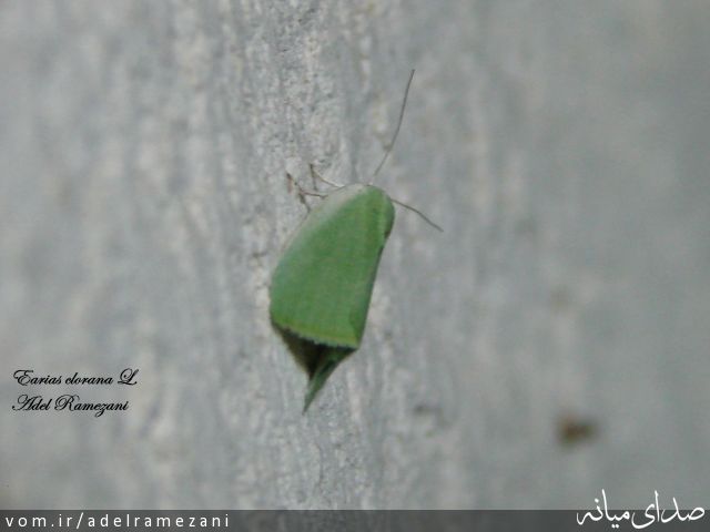 تصویر عادل رمضانی