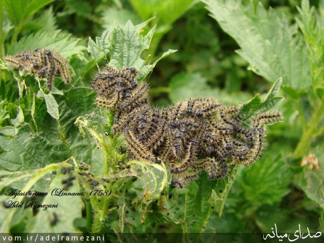 تصویر عادل رمضانی