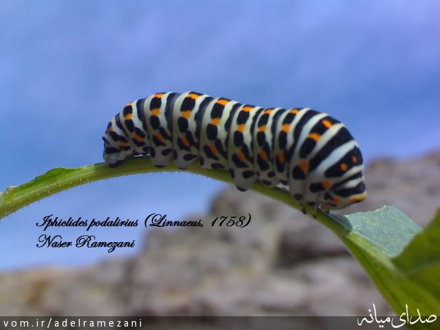 تصویر عادل رمضانی