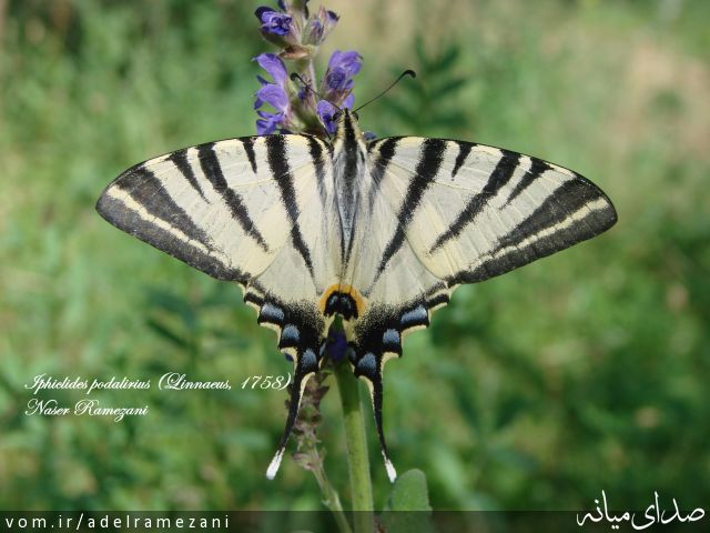 تصویر عادل رمضانی
