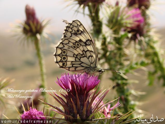 تصویر عادل رمضانی