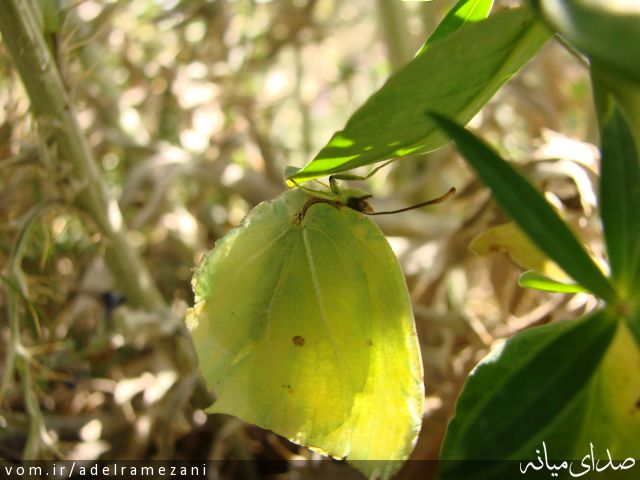 تصویر عادل رمضانی