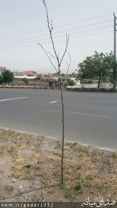 تصویر قادر حسن زاده