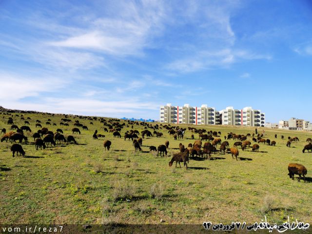 تصویر رضا امامی