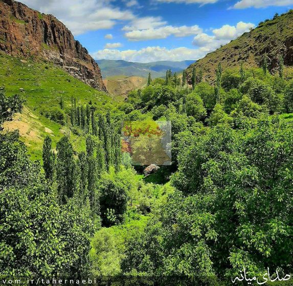 تصویر طاهر نائبی