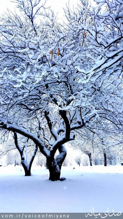تصویر صدای میانه