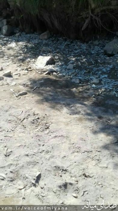 تصویر صدای میانه