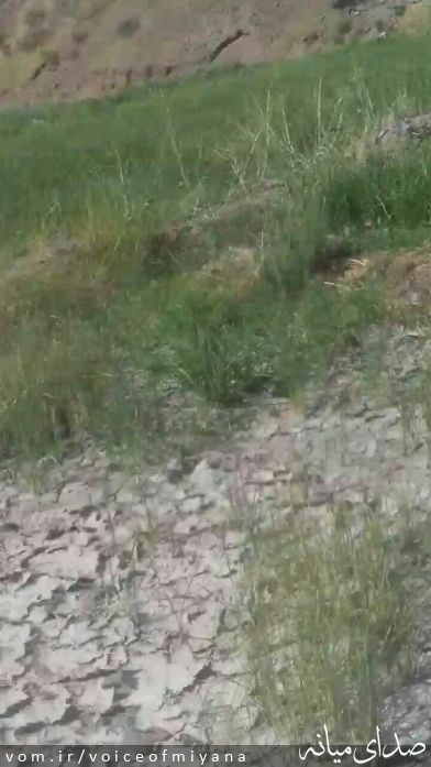تصویر صدای میانه