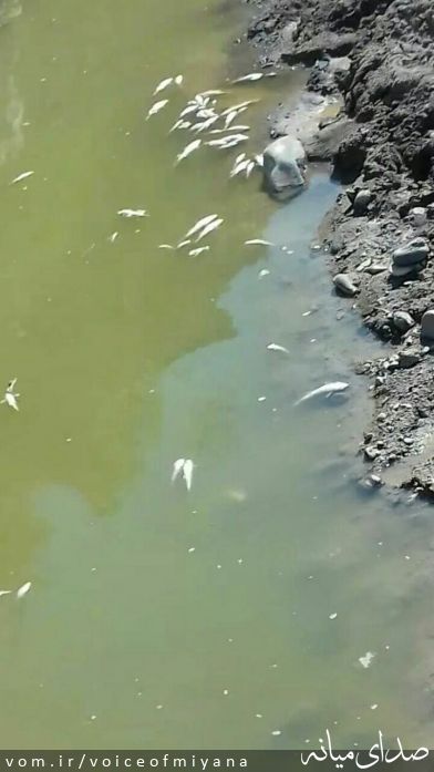 تصویر صدای میانه