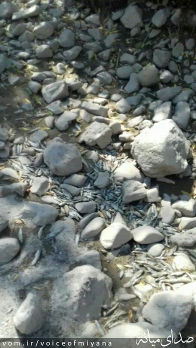 تصویر صدای میانه