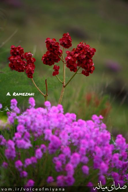 تصویر صدای میانه
