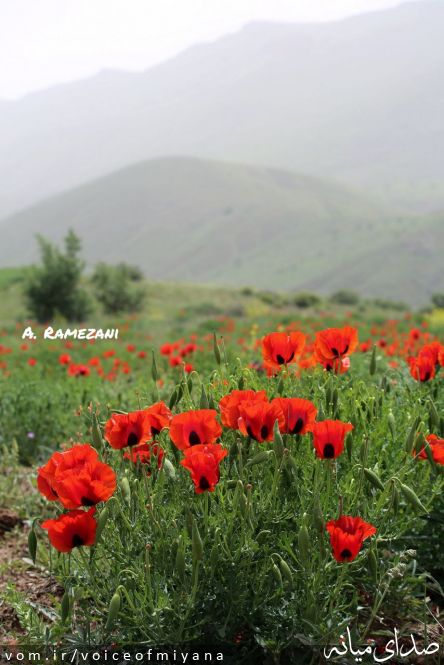تصویر صدای میانه