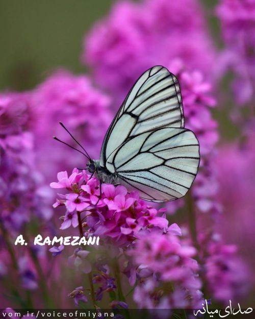 تصویر صدای میانه