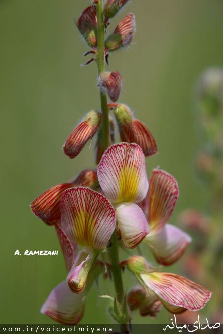 تصویر صدای میانه