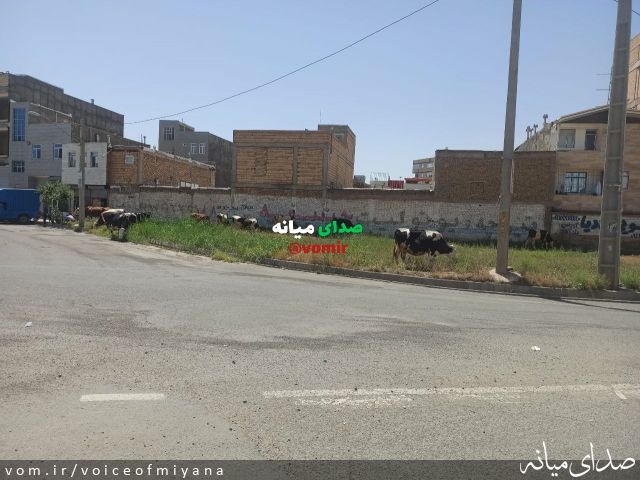 تصویر صدای میانه